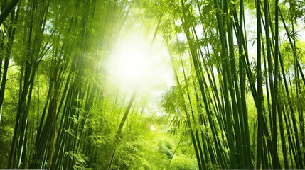 Fototapeta premium Tranquility in the Asian Bamboo Forest, Bathed in Morning Sunlight. Generative AI
