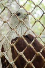 Brahminy kite