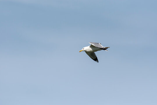 Larus cachinnans - Pescarus pontic - Caspian gull