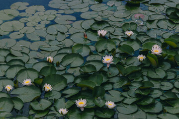 
Water lily flower with green leaves.
Water lilies or lotus flower in a pond for text or decorative...