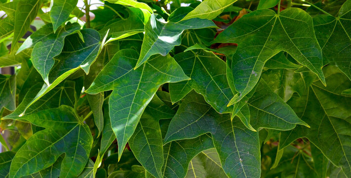 Brachychiton discolor, Brush Kurrajong or Bottle tree green leaves close up.
