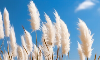 Obraz premium Reveling in the Brilliance of Pampa Grass in Sunlight. Generative AI