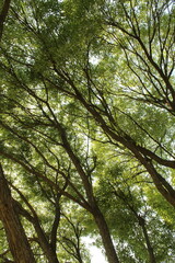 Sunlight through beautiful willow tree