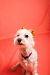 White Maltese dog photoshoot in studio