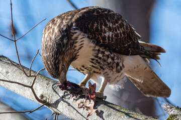 Red-tailed hawk tearing apart its prey on a branch