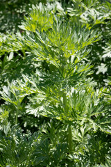 Growing  wormwood  plant outdoors in the garden