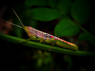 grasshopper sitting on a leaf