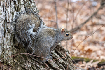 Eastern gray squirrel looking out at forest while standing on the trunk of a tree.