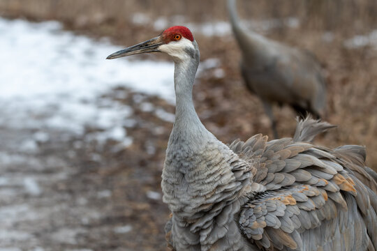 Sandhill crane with ruffled feathers against a snowy brown background