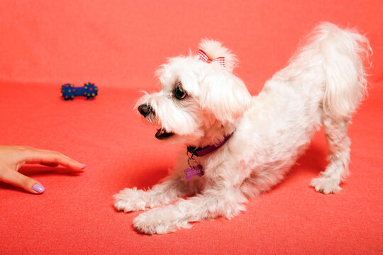 White Maltese dog photoshoot in studio