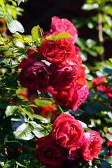 Rosen und Blumen