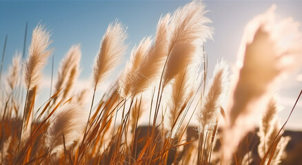 The Radiant Beauty of Pampa Grass in the Sun. Generative AI