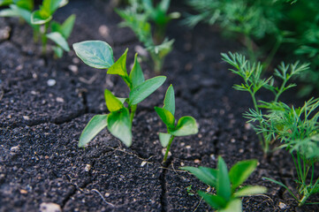 A sprout of sweet pepper in the garden. Organic farm. Healthy eating. Foods rich in vitamins. Agricultural industry. Natural background.
