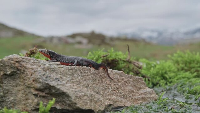 On the stone, the Alpine newt with mountains on background (Ichthyosaura alpestris)