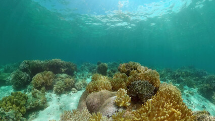Naklejka na ściany i meble Coral garden seascape. Colourful tropical coral. Philippines.