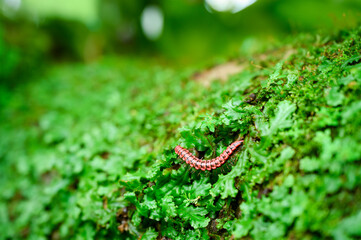 Small non poisonous centipede like reptile crawling on leafy garden