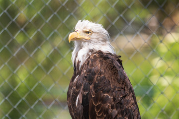 american bald eagle