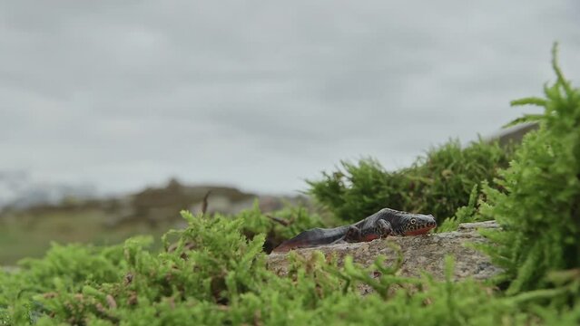 On the stone, the Alpine newt with mountains on background (Ichthyosaura alpestris)