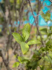 Fototapeta na wymiar green leaves on a branch | Chethana Aniketh Photography