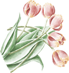 Red tulips bouquet watercolour illustration