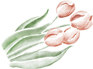 Red tulips bouquet watercolour illustration