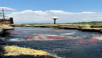 Fish pond at Sidomukti - Solo, Indonesia, 26 April 2023