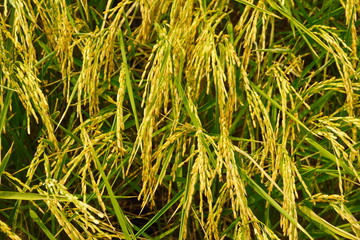 Rice field agriculture grain food  yield season