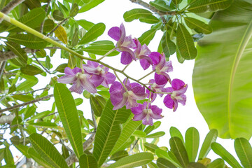 Obraz premium Orchid flower, Aphrodite's Phalaenopsis, blooming orchid flower commonly known as the moon orchid in purple and white colour