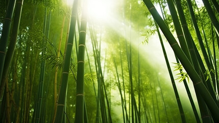 Fototapeta na wymiar Embracing the Beauty of a Sun-Kissed Bamboo Forest at Dawn. Generative AI