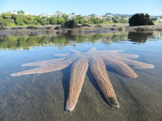 Beautiful, large starfish in shallow waters at Oakura Beach in Taranaki, New Zealand