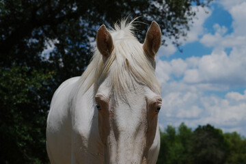 Obraz premium Friendly young white horse closeup in farm field during summer.