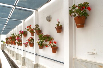 White wall with red pots and geraniums