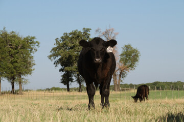 Beef industry in agriculture concept with black angus cows in rural Texas ranch field during summer showing cattle grazing in dry grass.