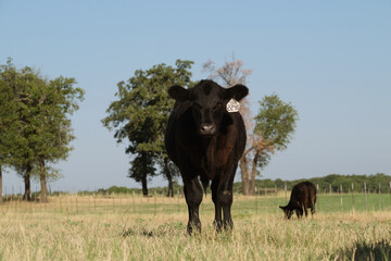 Beef industry in agriculture concept with black angus cows in rural Texas ranch field during summer...