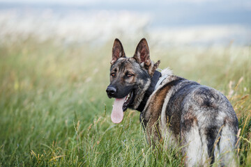 Grey german shepherd dog in grass. Portrait of purebred sheepdog in nature