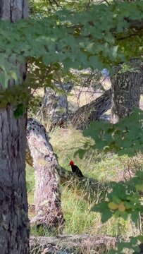 Woodpecker in the forest of Argentine Patagonia, vertical video of a woodpecker, concept of nature and wild animals
