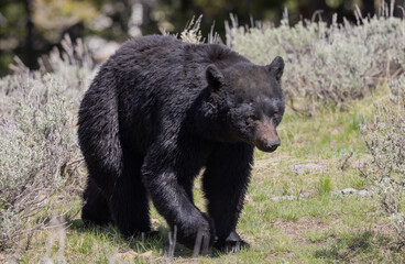 Obraz na płótnie Canvas Black Bear in Yellowstone National Park Wyoming in Springtime