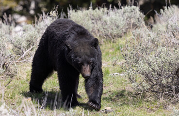 Black Bear in Yellowstone National Park Wyoming in Springtime