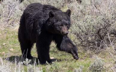Naklejka na ściany i meble Black Bear in Yellowstone National Park Wyoming in Springtime