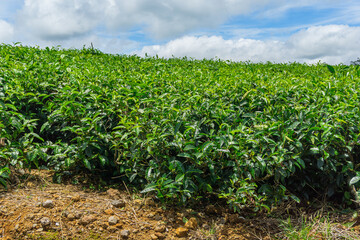 Tea plantation on the central plateau on the island of Mauritius