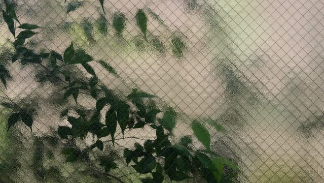 Burred green leaves behind frosted glass of window. 