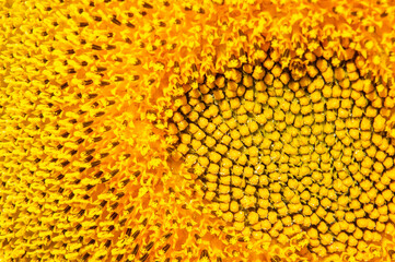 Macro fotografía de las semillas de un girasol.