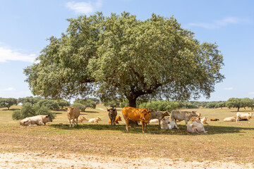 Paisaje rural de un rebaño de vacas descansando en la sombra de un árbol en las horas más...