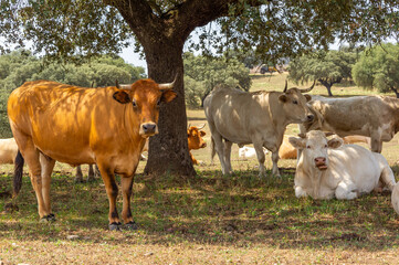 Vacas descansando a la sombra de una encina en las horas centrales del día.