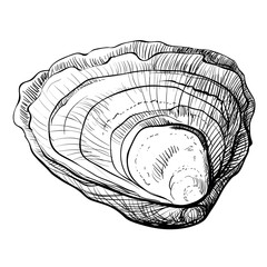 Oyster vector. Oyster shells drawn by hand. Fresh oysters isolated on white background, linear sketch. Engraving effect, ink fox. Clipart for logo, menu.