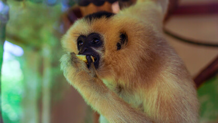 Gibon Warszawskie zoo © Pabarte