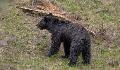 Black Bear in Yellowstone National Park Wyoming in Springtime