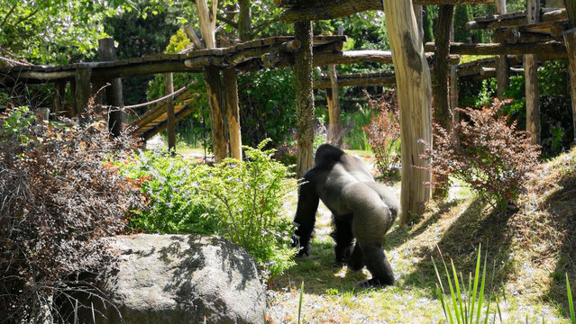 Goryl warszawskie zoo