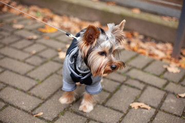 Yorkshire Terrier in a jacket on a walk in the park