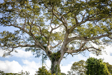 Sao Paulo, SP, Brazil - April 18 2023: Giant Samaúma of the Forest details.